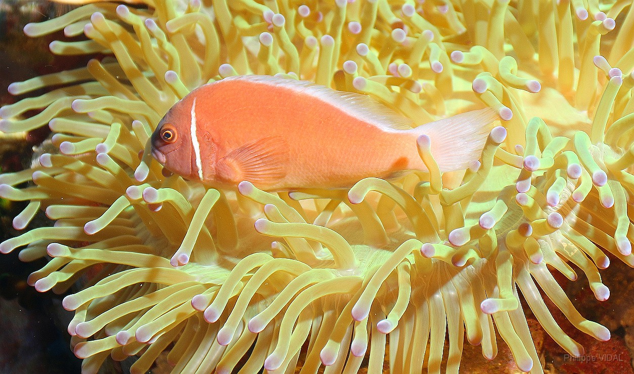 Thailand 2015 - Ko Tao - Poisson Clown a collier - Amphiprion perideraion _IMG_3772_rc.jpg